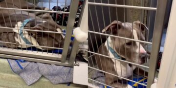Shelter Dog Wonders Why He’s Still Waiting in a Kennel, Shows Human What Giving up Looks Like