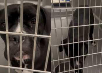 Shelter Dog Eagerly Looks Outside Her Kennel, Pleading for Rescue Before Her Time Runs Out