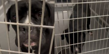 Shelter Dog Eagerly Looks Outside Her Kennel, Pleading for Rescue Before Her Time Runs Out