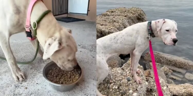 Stray Dog Going Door to Door for Help Shows up at a House, Unaware the Humans Won’t Look Away