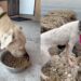 Stray Dog Going Door to Door for Help Shows up at a House, Unaware the Humans Won’t Look Away
