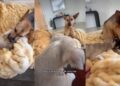 Rescue Dog Gets Overwhelmed by Foster Puppy’s Cuteness, Then Instantly Regrets It