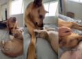 Rescue Dog Realizes Foster Pup Needs the Love He’s Missing From His Mom & Does This