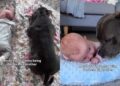 Dog’s Big Brother Role for Baby Comes With a Whole Lot of ‘Sniffing & Supervising’