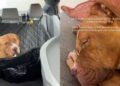 Shelter Dog’s First Time Sleeping in a Home After Life as a Stray Is Everything He Dreamed Of