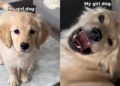 Mom Adopted a Girl Dog Expecting Calm & Got a ‘Sassy’ Chaos Machine Instead