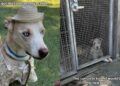 Shelter Dog Thought He Was Going on a Vacation, Only for Him To End up in a Concrete Kennel