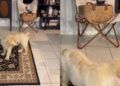 Golden Retriever Puppy Searches High & Low for the Cat Who Always Finds a New Hiding Spot