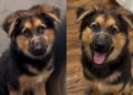 Rescue Puppy Fears Every Touch Until She Realizes No One Will Hurt Her Again