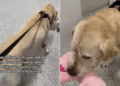 Shelter Dog With No Belongings Picks a Toy & Heads to His Kennel, Knowing What Time It Is