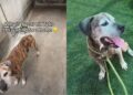 Senior Shelter Dog Proves His Bright Spirit Is Too Big for Kennel Walls but Not a Home