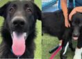 Shelter Dog Thought He Was Going for a Car Ride, Only To Face His Worst Nightmare