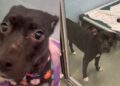 Shelter Dog Once Tried To Disappear Until a Human’s Act of Kindness Changes Her for the Better