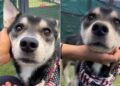 Human Sees Shelter Dog ‘Worse for the Wear’ & Her Maternal Instincts Take Over