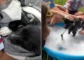Kids Rescue a Tick-Covered Stray Puppy, Then Shower Him With the Love He’d Never Known