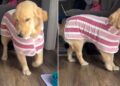 Golden Retriever Gets a New Bathrobe & Immediately Turns the House Into Her Runway