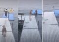 Boy Refuses to Leave His Best Buddy Behind & It’s Easy to See Why