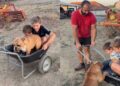 Dog Hops Into a Cart With His Buddies for a Sweet Little Ride While Dad Pulls Them Along