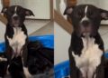 Mama Dog Can’t Keep Her Eyes Open While Nursing Her Hungry Puppies