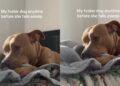 Dog Is Safe in a Loving Foster Home, but Still Does This Emotional Gesture Before Every Nap
