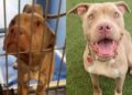 Rescue Dog Was Left To Starve by Her Family When They Moved With No Hope, Until Help Came Knocking