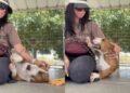 Shelter Dog Falls Into Human’s Arms in Her Kennel, but Her Reaction Shows Just What She Needed
