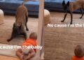 Dog Takes a Tiny Human’s Pacifier — Someone Isn’t Quite Ready to Stop Being the Baby Yet