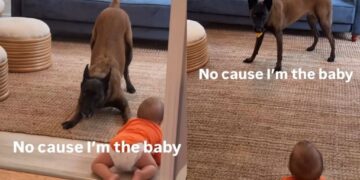 Dog Takes a Tiny Human’s Pacifier — Someone Isn’t Quite Ready to Stop Being the Baby Yet