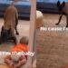 Dog Takes a Tiny Human’s Pacifier — Someone Isn’t Quite Ready to Stop Being the Baby Yet