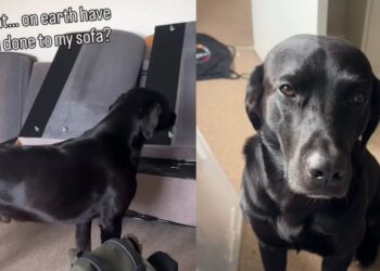 Dog Inspects the Dismantled Sofa, Then Stares at Owner Like They’ve Crossed a Serious Line