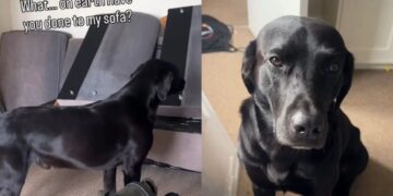 Dog Inspects the Dismantled Sofa, Then Stares at Owner Like They’ve Crossed a Serious Line
