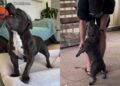 Dog Can Barely Contain His Happiness, So He Lets Humans Know With the Loudest Possible Moan