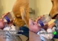 Golden Retriever Makes Sure Tiny Human’s Milk Bottle Passes the Quality Check
