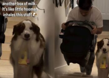 Dog Takes Baby Sister’s Milk Upstairs Because Dad Could Use an Extra Pair of Paws