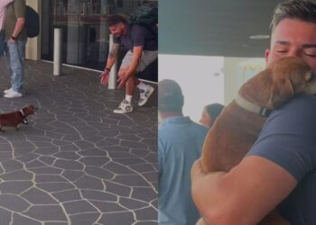 Dog Covers Dad’s Face in Kisses After Almost a Year Apart — She’s Making up for Lost Time
