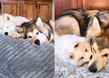 Older Dog Gets No Peace From His Puppy Sister, Then Slowly Discovers She’s Pretty Good Company
