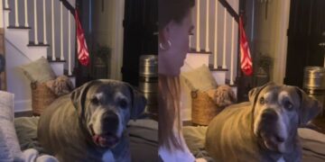 Dog Wasn’t Ready for Mom To Ask About His Love Life
