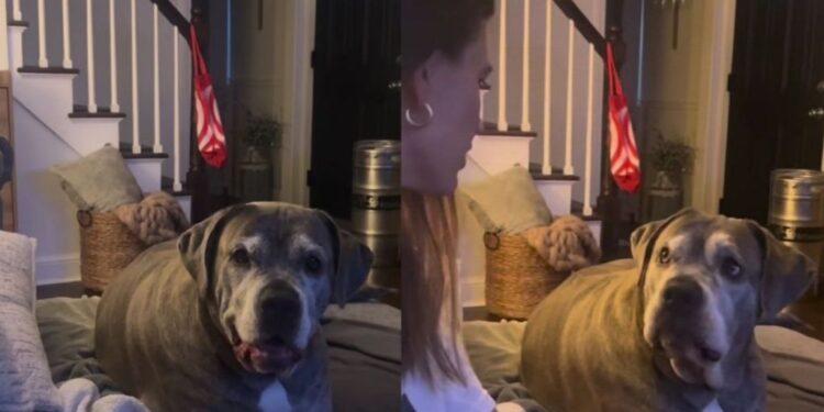 Dog Wasn’t Ready for Mom To Ask About His Love Life