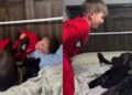 Neighbor’s Dog Came To Say Goodnight, but the Kids Were Too Fun To Leave