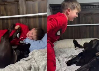 Neighbor’s Dog Came To Say Goodnight, but the Kids Were Too Fun To Leave