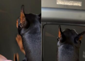 Dog Sees Mom Leave the Treadmill & Decides It’s His Turn