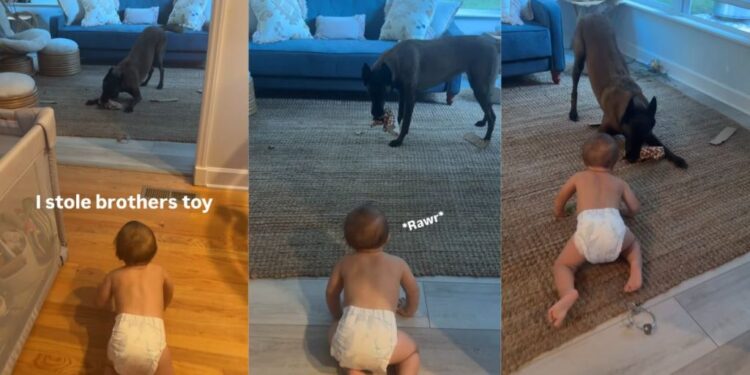 Dog Steals His Tiny Human’s Toy — Being Best Friends Seems to Come With Borrowing Rights