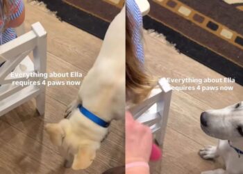 Dog’s Idea of Personal Space Doesn’t Apply to His Favorite Little Girl