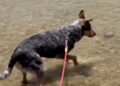Dog Tugs His Human Away From a Wet Log — Someone Is Taking This Rescue Very Seriously