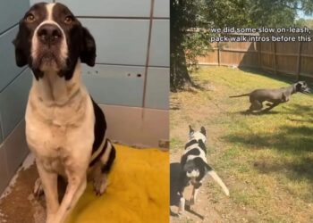 Nobody Told This Three-Legged Foster Dog His New Best Friend Would Be Huge