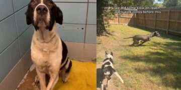 Nobody Told This Three-Legged Foster Dog His New Best Friend Would Be Huge