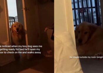 Golden Retriever Opens the Door To Check on Mom, Then Walks Away but Doesn’t Leave Just Yet