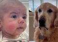 Golden Retriever Looks Ready To Take Credit After Baby Picks up His Funniest Habit