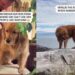 Golden Retriever Runs With Ease, but Suddenly Needs Help When People Watch