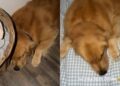 Golden Retriever Gets Begged To Join Owner in Bed & the Roles Are Officially Reversed